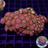 Krustenanemonen „Flower Power“ WYSIWYG