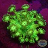 Goniopora spp. „Glitter Face“