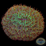 Fungia spp. „Purple swirl“ WYSIWYG „AD Special“