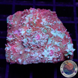 Echinophyllia spp. „Murder Case“ WYSIWYG „AD Special“