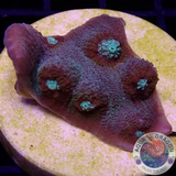 Echinophyllia spp. „Saturn Ring“ WYSIWYG „AD Special“