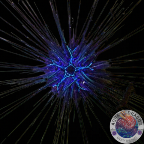 Diadema savignyi „Savignys Diademseeigel“