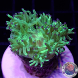 Catalaphyllia jardinei „Toxic Kate“ WYSIWYG „AD Special“