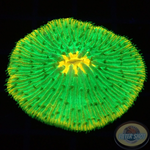 Fungia spp. „Sunny Weed“ WYSIWYG „AD Special“