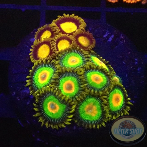 Krustenanemonen „King Rasta“