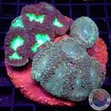 Blastomussa spp. „Gold Krytonite“ WYSIWYG „AD Special“