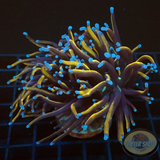 Euphyllia glabrescens „Tripple RAW“ AD Special