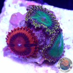 Krustenanemonen „Electric Oompa Loompa & VDM“ WYSIWYG „AD Special“