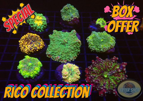 Rico Collection Box WYSIWYG