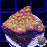 Leptoseris spp. „Jack O Lantern“