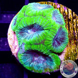 Favia spp. „Neo“ WYSIWYG „AD Special“