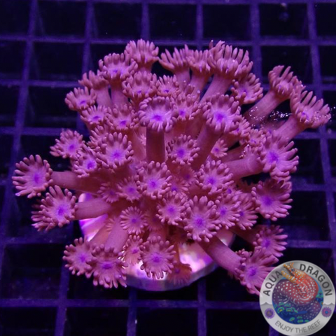 Goniopora spp. „Dark Cream“