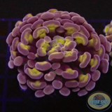 Euphyllia spp. „Mystic“ WYSIWYG „AD Special“