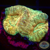 Goniastrea spp. „Golden Galaxy“ AD Special“