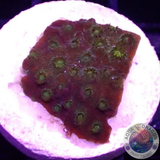 Cyphastrea spp. „Dark Gold“