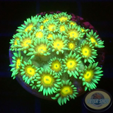 Goniopora spp. „Sunflower“