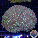 Goniopora spp. „Sparkle Flower“ WYSIWYG