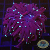 Euphyllia glabrescens „Purple Torch“ WYSIWYG „AD Special“
