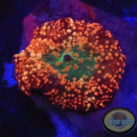 Discosoma spp. „Devils Valley“ AD Special