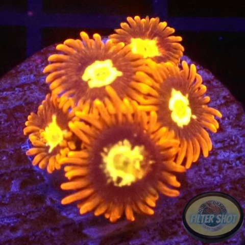 Krustenanemonen „Punk“ WYSIWYG