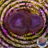 Krustenanemonen „Afro Circus“ AD Special