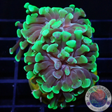 Euphyllia paraancora „Splash“