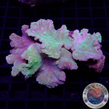 Sinularia brassica „Toxic Leaf“ WYSIWYG