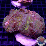 Rhodactis spp. „Gold Flake“ WYSIWYG „AD Special“