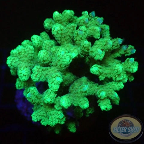 Seriatopora caliendrum „Toxic Bird Nest“ WYSIWYG