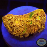 Echinophyllia spp. „Gold Rush“ WYSIWYG „AD Special“