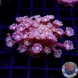 Goniopora spp. „Yellow Kiss“ WYSIWYG „AD Special“