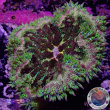 Stichodactyla tapetum WYSIWYG
