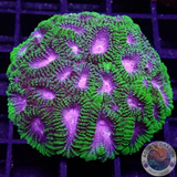 Favia spp. „Space Monkey“ WYSIWYG