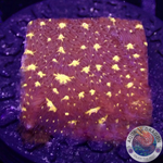 Psammocora spp. „Outer Space“