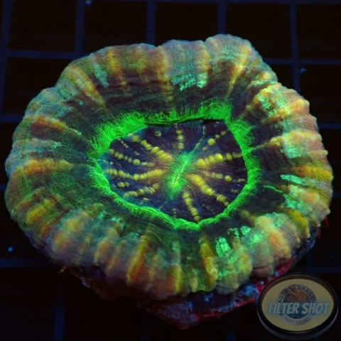 Homophyllia australis 🌈 “Rainbow UFO” 🛸