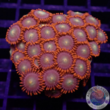 Krustenanemonen „Choco Orange“