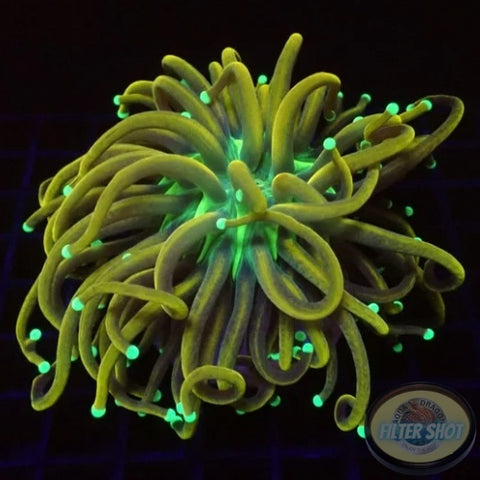 Euphyllia glabrescens „Master Noodle“ WYSIWYG