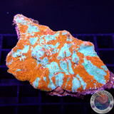 Echinophyllia spp. „Nacho Cheese“ WYSIWYG „AD Special“