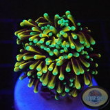 Euphyllia glabrescens „Baby Master“ WYSIWYG