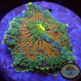 Ricordea yuma „Grizzly“ WYSIWYG „AD Special“