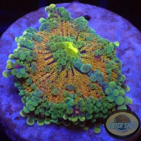 Ricordea yuma „Grizzly“ WYSIWYG „AD Special“