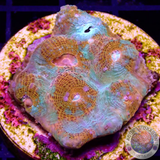 Echinophyllia spp. „Nacho Cheese“ WYSIWYG „AD Special“