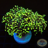 Euphyllia yaeyamaensis „Double Lemon“ 🍋