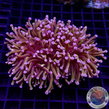 Euphyllia paraglabrescens „24K Solid Bar“ WYSIWYG