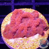 Favia spp. „Flaming Dragon“ AD Special“