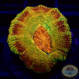Micromussa spp. „Odyssee“