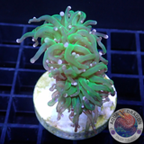 Euphyllia glabrescens „She Hulk“ AD Special