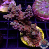 Acropora spp. „Smooth Horn“ WYSIWYG