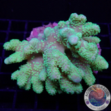 Sinularia spp. „Toxic Stars“