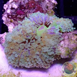 Ricordea florida „Rainbow“ WYSIWYG